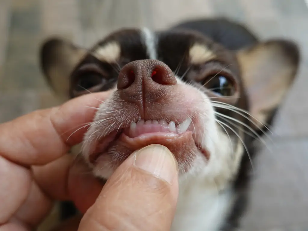 Should I Worry If My Puppy Breaks A Tooth Vethelpful