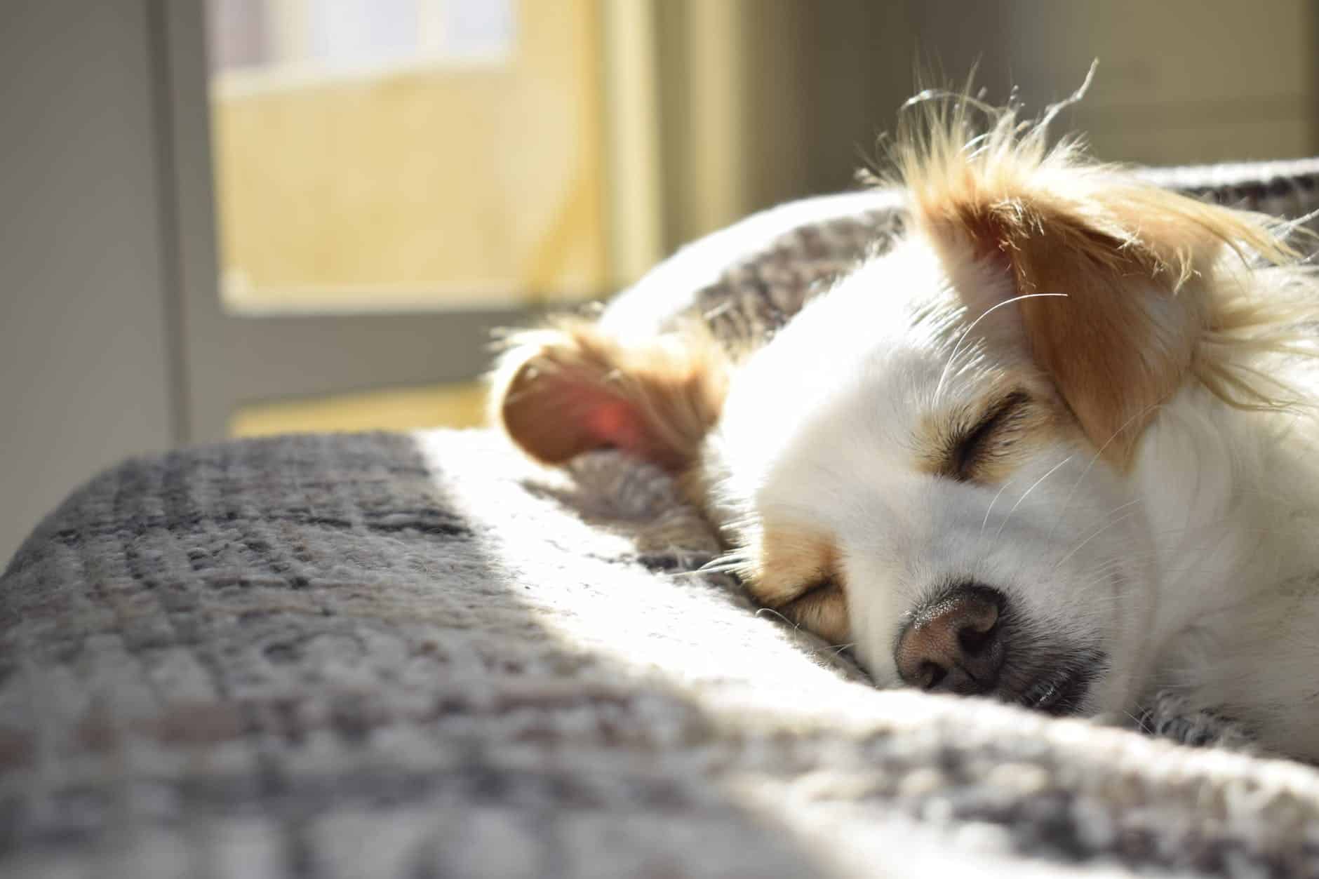 Can't settle down? Why your dog is restless and can’t get comfortable